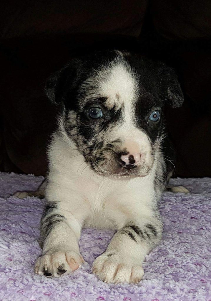 Montague Vets For Healthy Pets